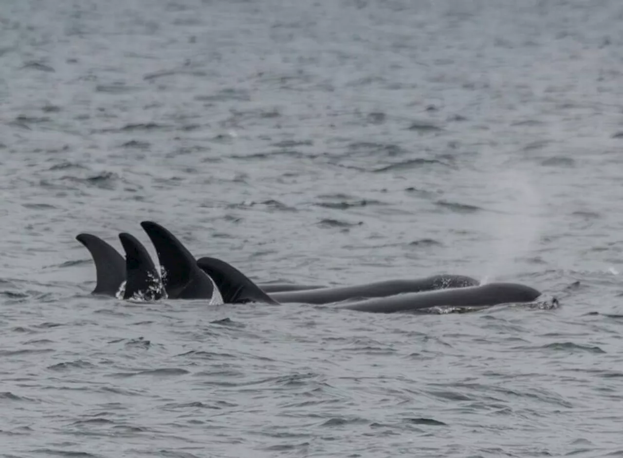 Southern resident killer whales face extinction in 75-100 years, study predicts