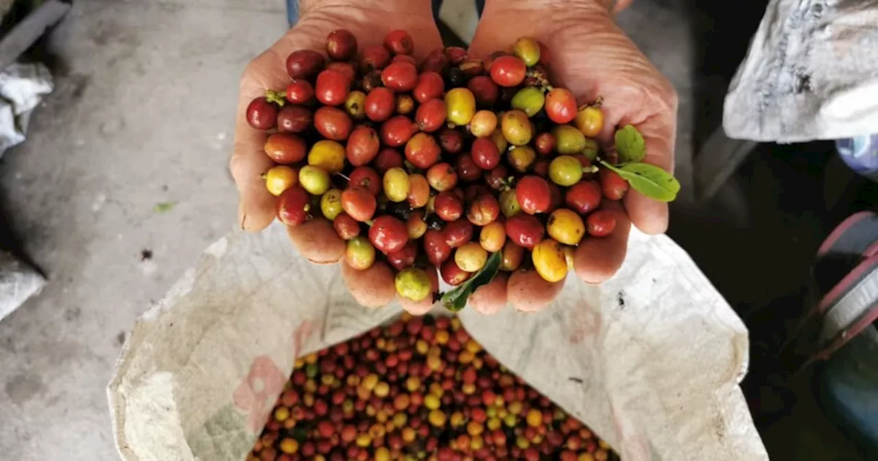 Federación Nacional de Cafeteros exporta primeros contenedores de café libre de deforestación a Europa