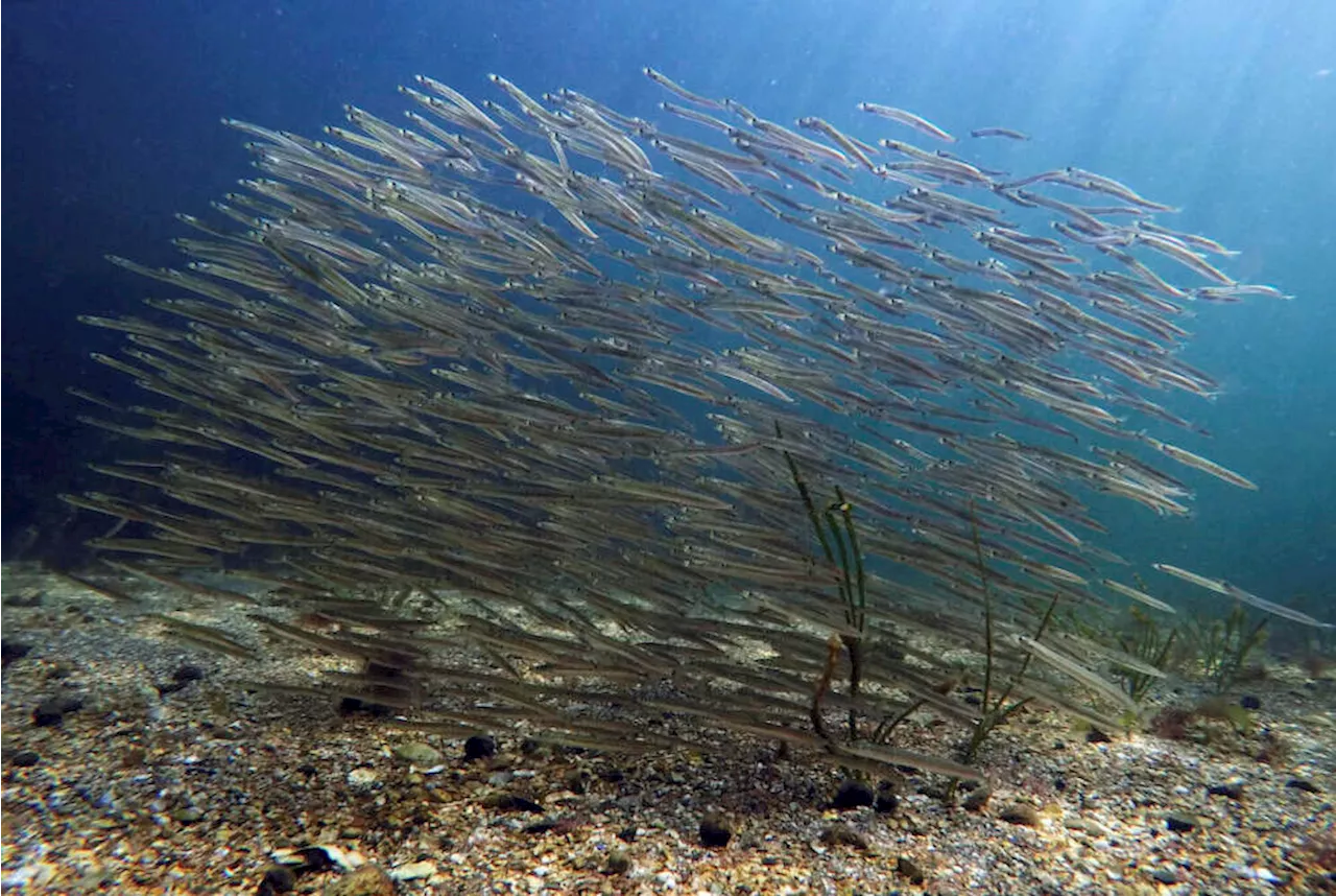 Sea off New England had one of its hottest years in 2023, part of a worldwide trend