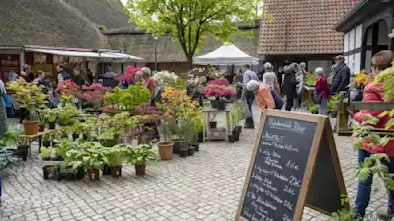 Pflanzenmarkt mit Backtag: Syker Kreismuseum lockt Besuchermassen