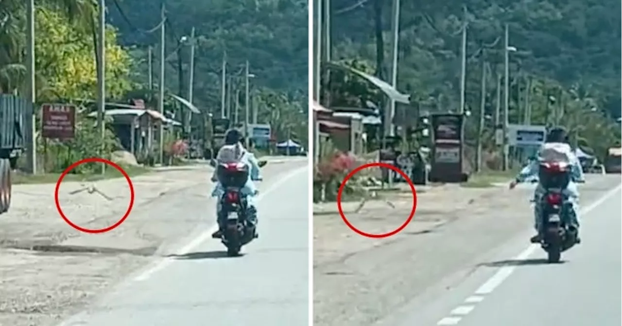 M'sians Amazed by Wild Bird 'Following' Female Motorcyclist in Pahang