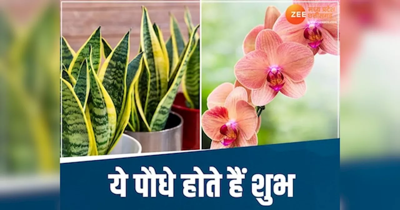 Vastu Tips: आर्थिक तंगी से पाना है छुटकारा तो घर में जरूर लगाएं ये पौधे, चुंबक की तरह खिंचेगा पैसा!