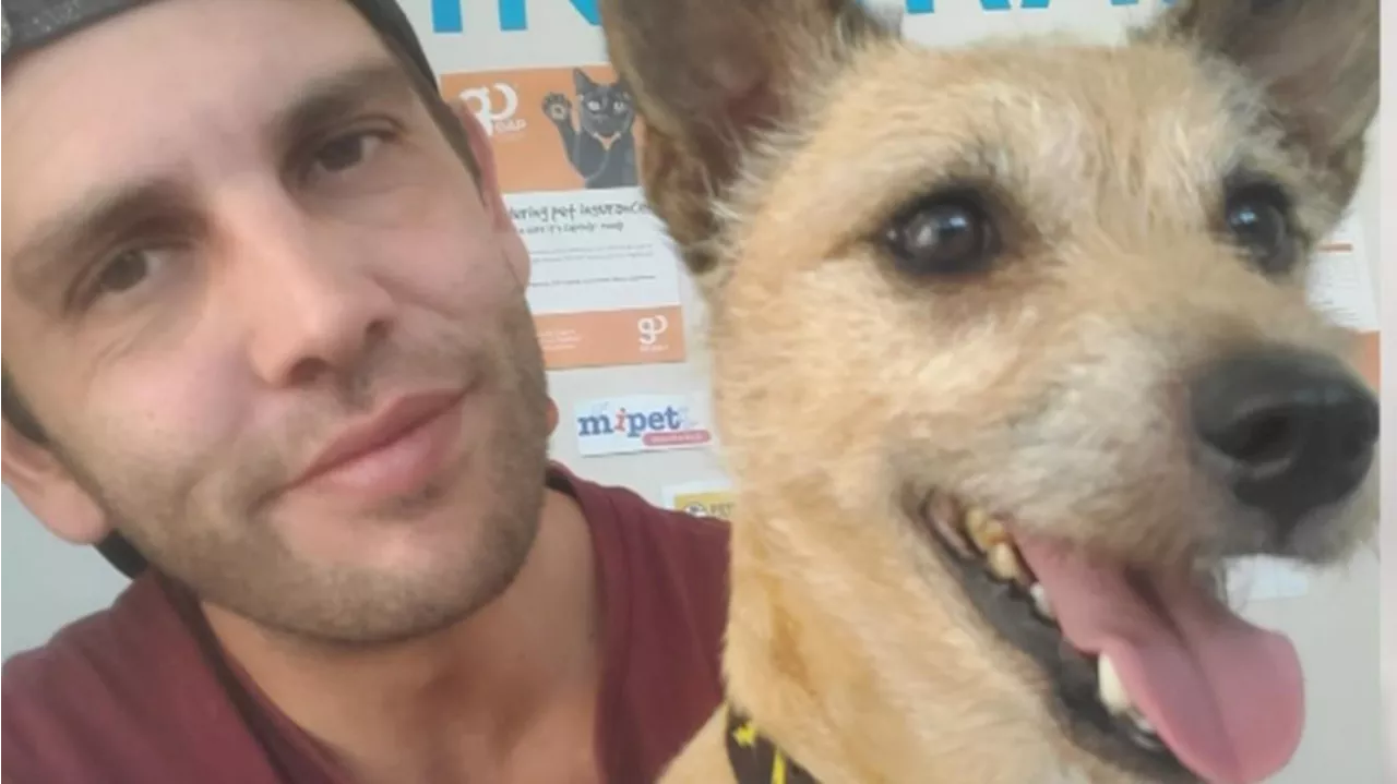 Beloved dog goes missing near Melbourne Airport while in care of transport company AeroPets