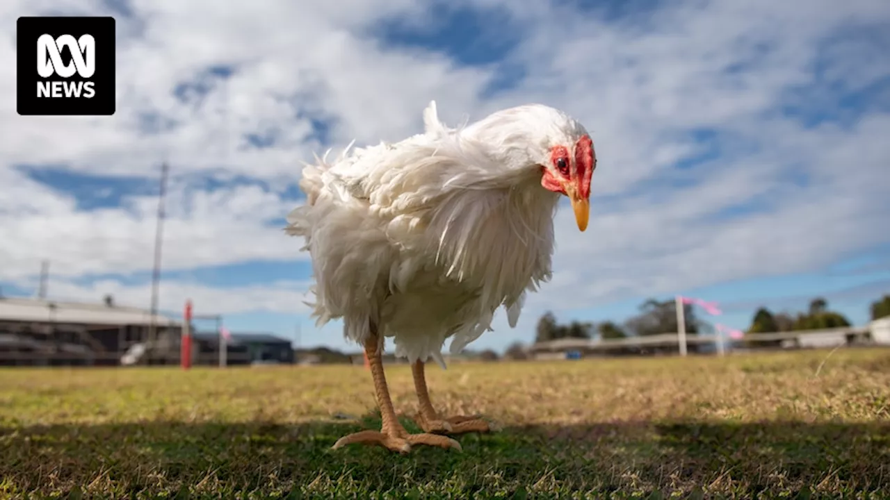 Australian Chicken Growers Call for Industry Change