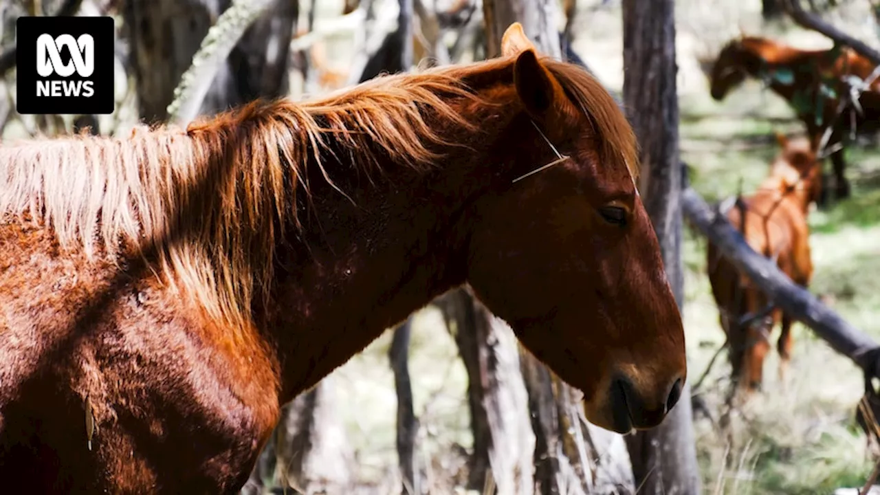 Parts of Kosciuszko National Park closed for aerial shooting of feral horses, deer and pigs