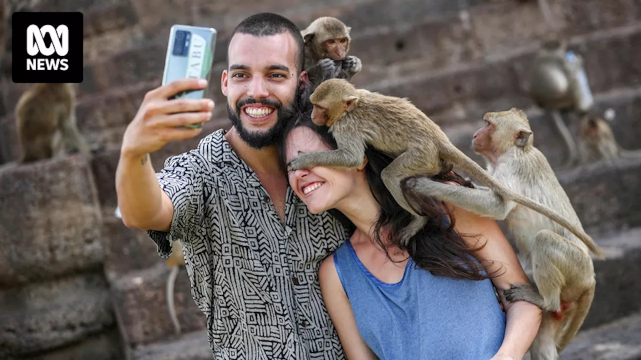 Thai officials unveil plan to control Lopburi's macaque population after tourists injured by animals