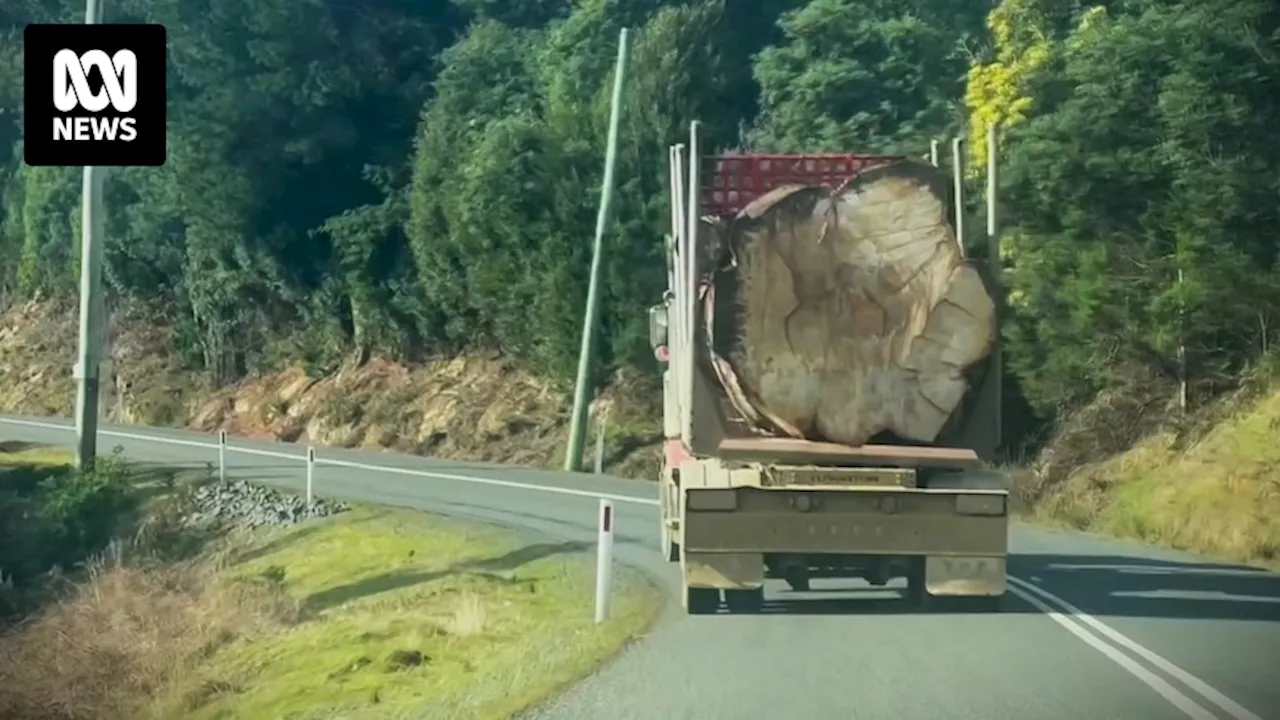 Thousands more of Tasmania 'giant' native trees could be spared from logging under policy change