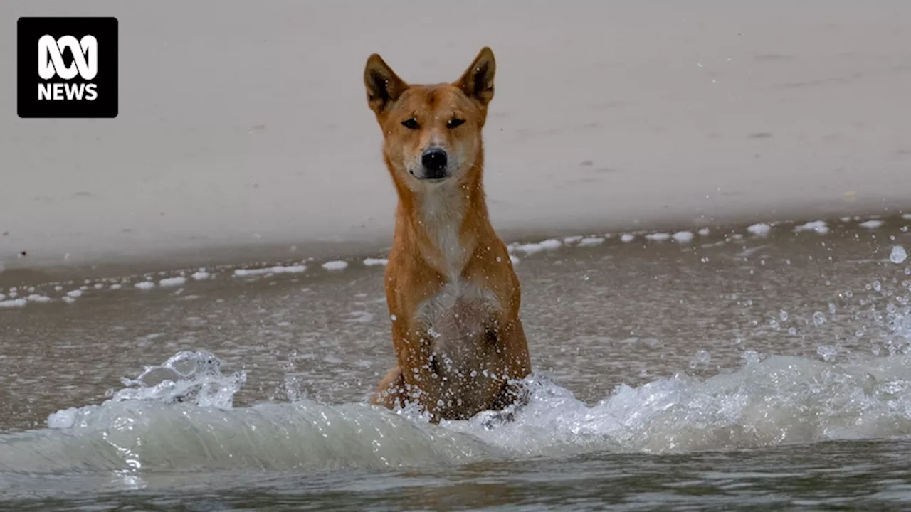 Young girl bitten by dingo on Queensland's K'gari island