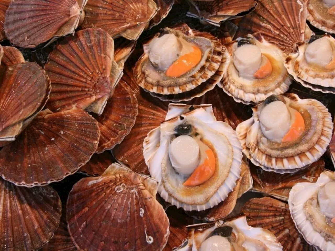 E. Coli : des coquilles Saint-Jacques vendues en poissonneries et supermarchés rappelées dans toute la France