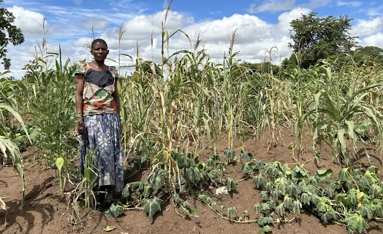 Malawi: WFP Urges Global Support As Malawi Faces Looming Food Crisis Triggered By El Niño