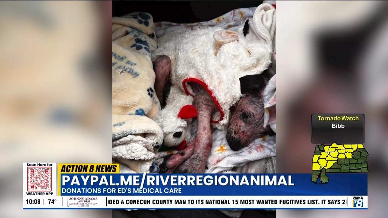 River Region Animal Rescue caring for abused puppy with severe chemical burns