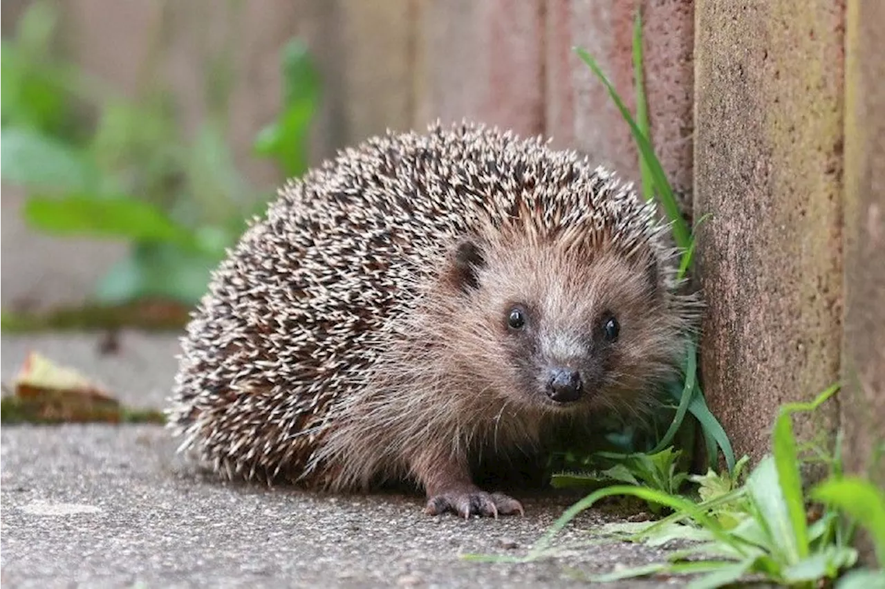 Zum Schutz der Tiere: Beide Basel suchen Freiwillige, die Igel melden