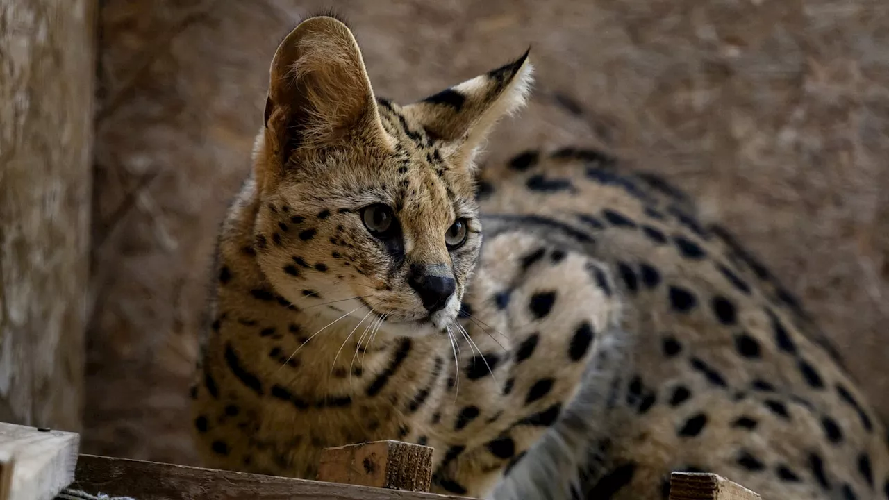 Une triste disparition au zoo d'Amiens