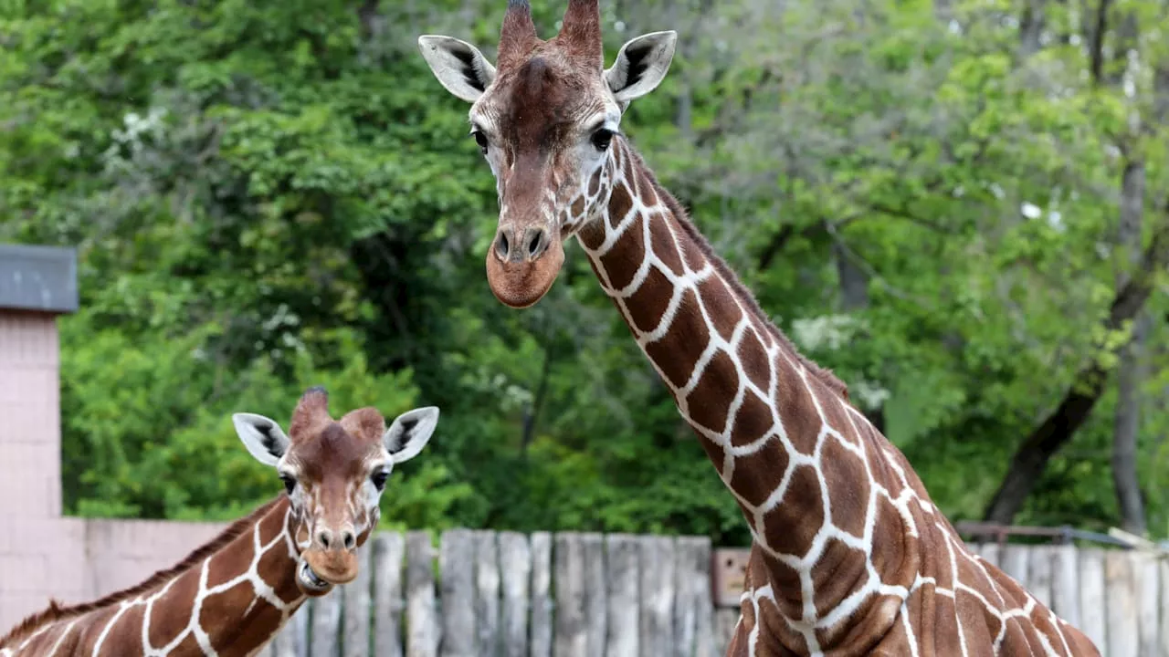 Comeback für Giraffen geplant: Erfurt blickt in die ZOOkunft