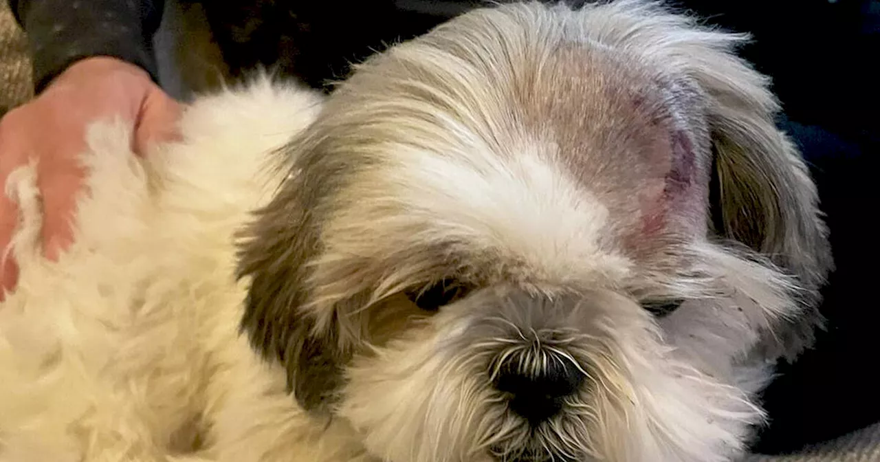 Toronto pet owner speaks out after dog allegedly run over by food delivery courier