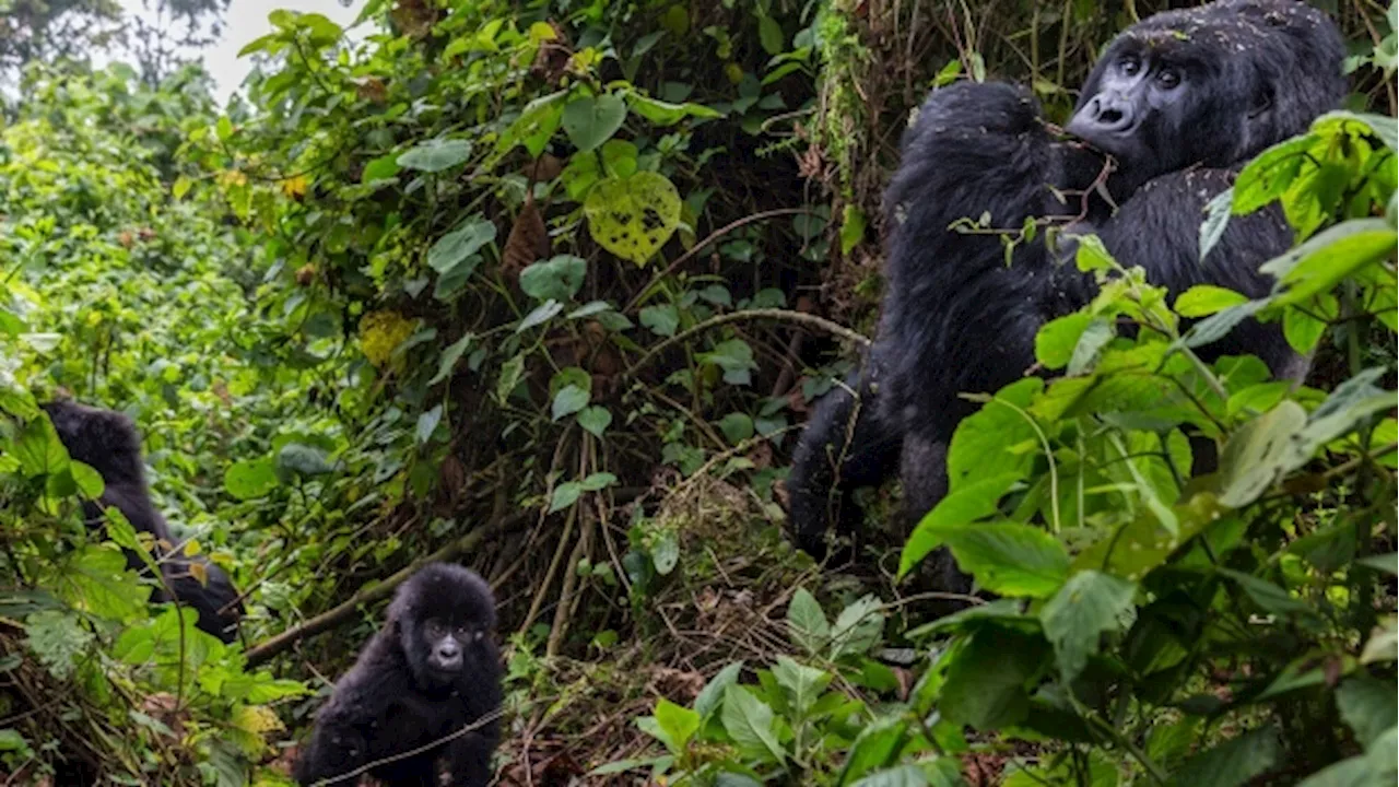 Mining for EV Metals Threatens Gorillas and Chimpanzees in Africa