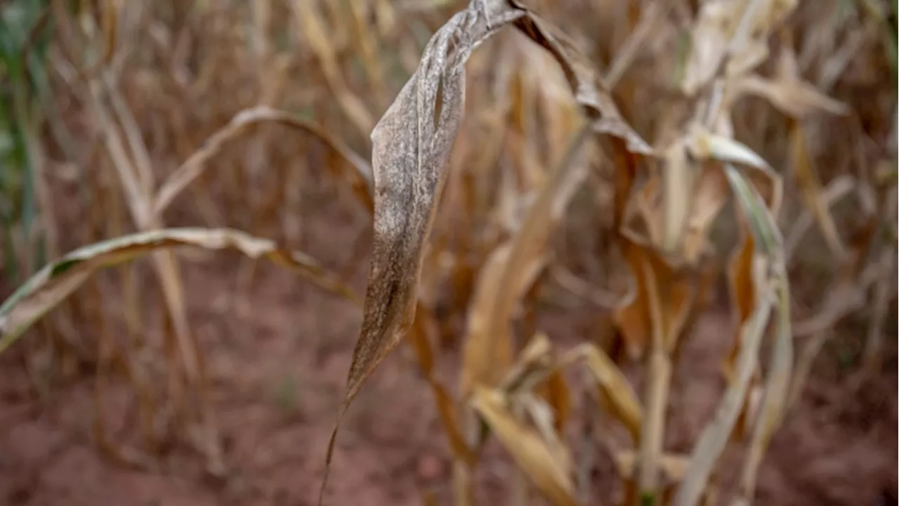 Zimbabwe Declares Drought a Disaster, Joining Malawi and Zambia