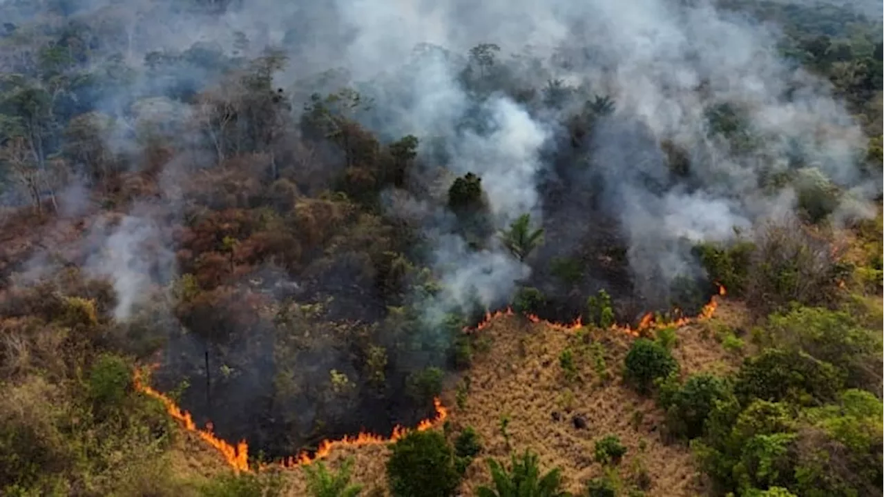 Wildfires Ravage Amazon Rainforest