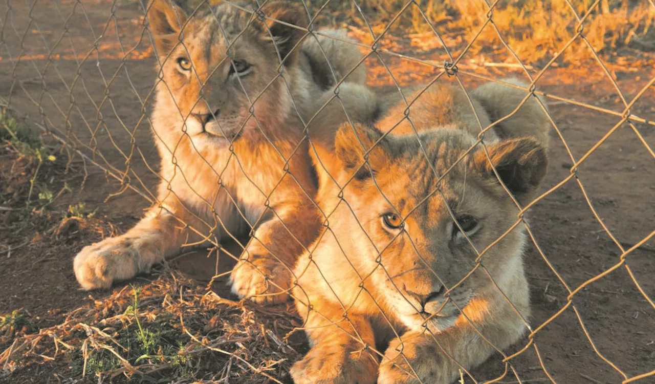 Cabinet agrees to end captive breeding of lions and rhinos