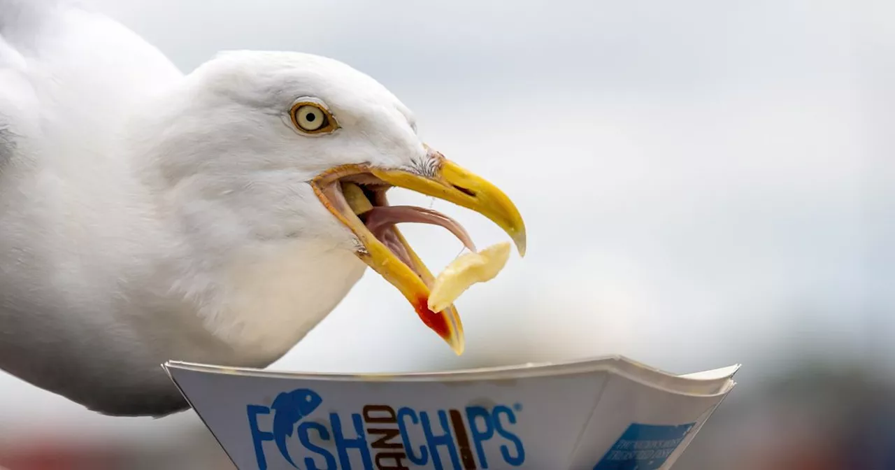 Scots told to 'Learn to live with seagulls' as birds driven into more towns