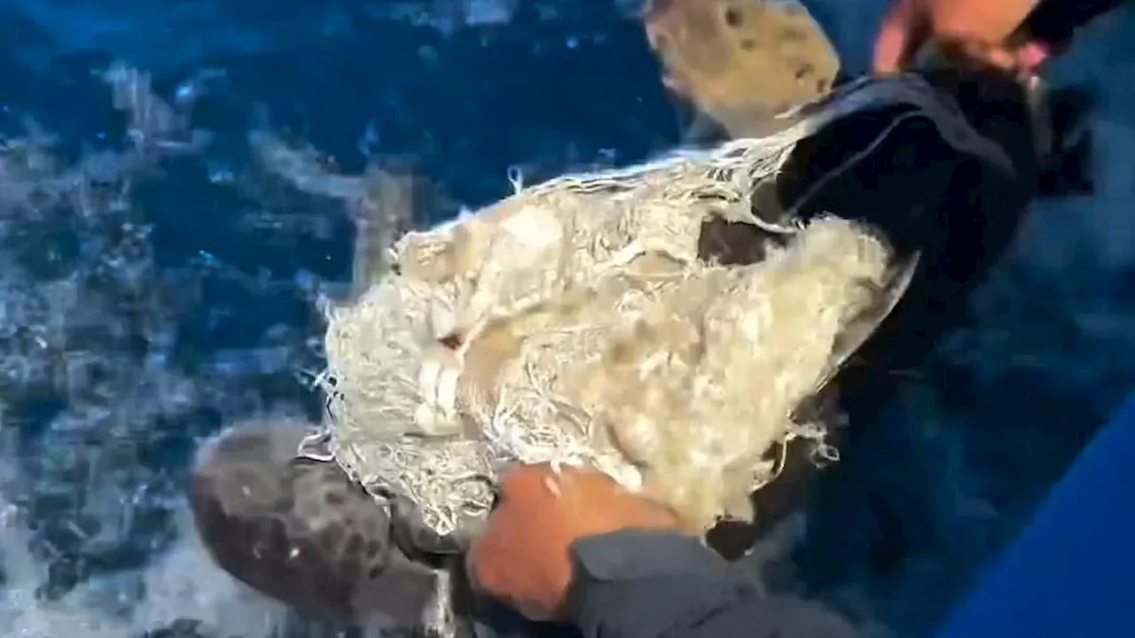 Boat Captain Saves Sea Turtle Tangled in Fishing Net