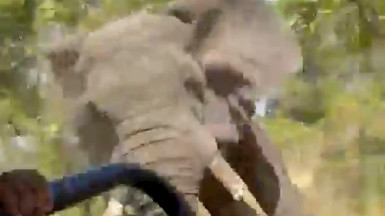 Moment American tourist dies when bull elephant chases down a truck