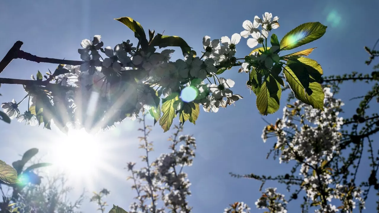 Prognoser viser 20 grader lokalt - lun luft har igen kurs mod Danmark