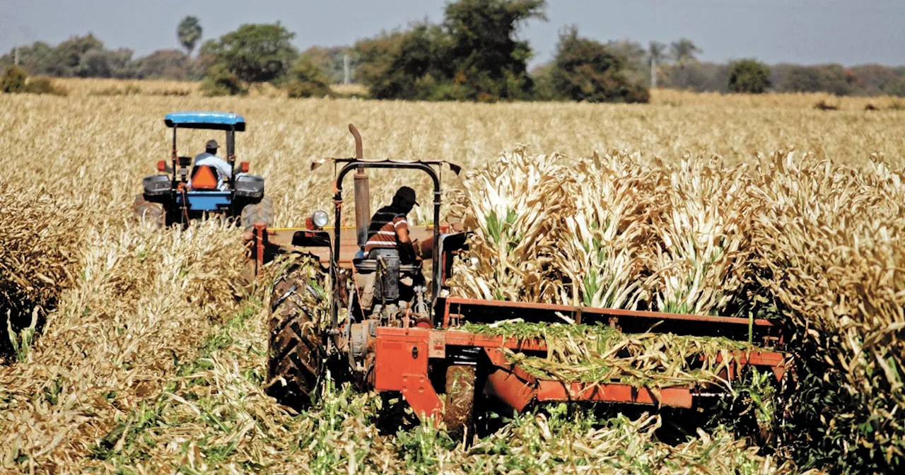 El maíz baja por previsiones de buen tiempo para siembra de primavera en Estados Unidos