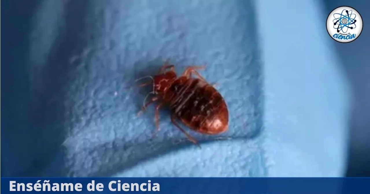 Cómo evitar la invasión de chinches en nuestros hogares