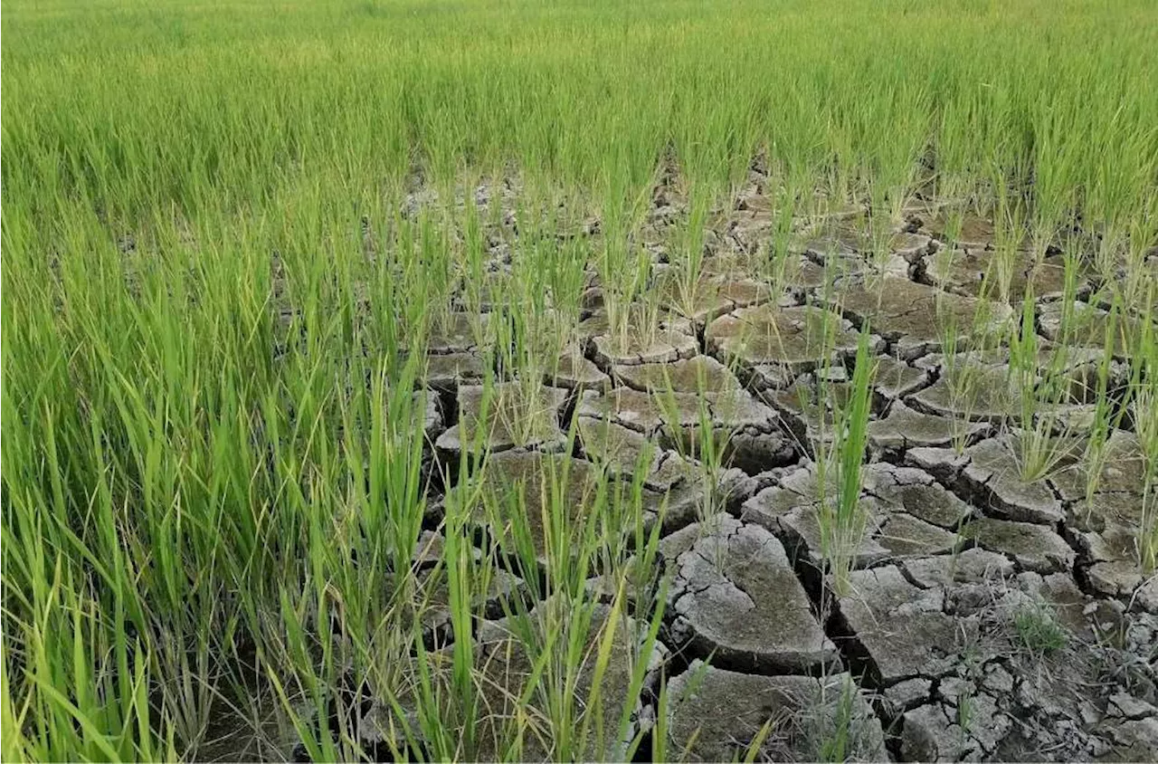 Agri damage due to El Niño reaches P2.63B, assistance to farmers at P1.08B —DA