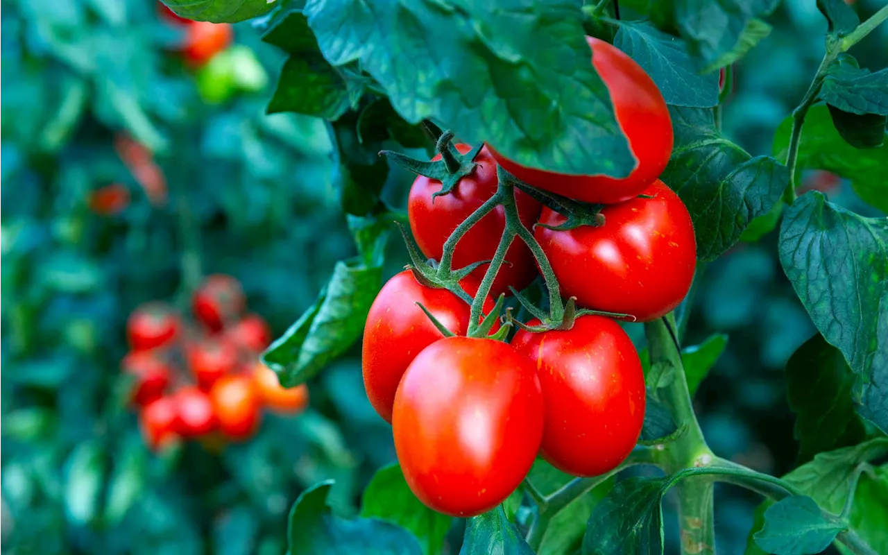 Für perfekte Tomaten: Garten-Experte schwört auf Tomatendünger aus zwei simplen Zutaten