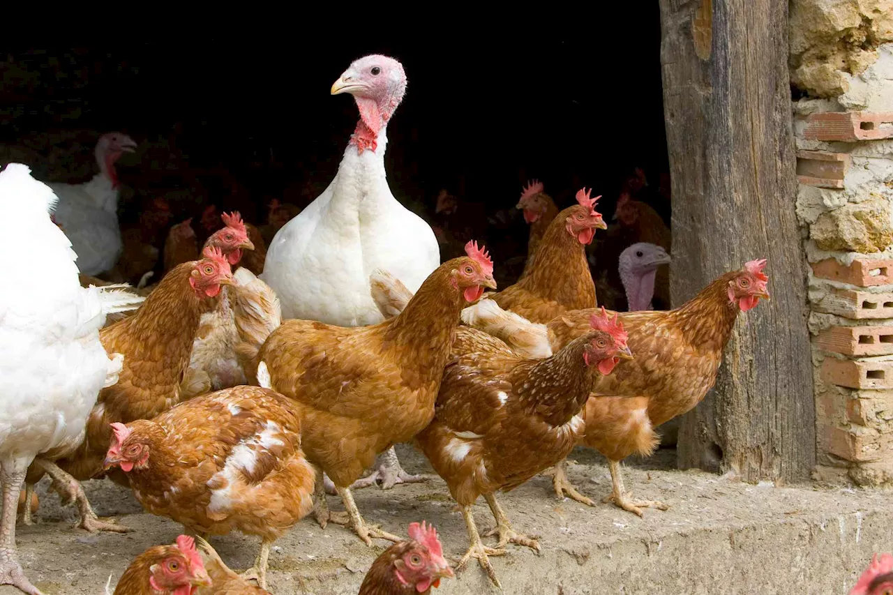 CDC Confirms Human Case of Bird Flu in Texas—What Does This Mean for Public Health?