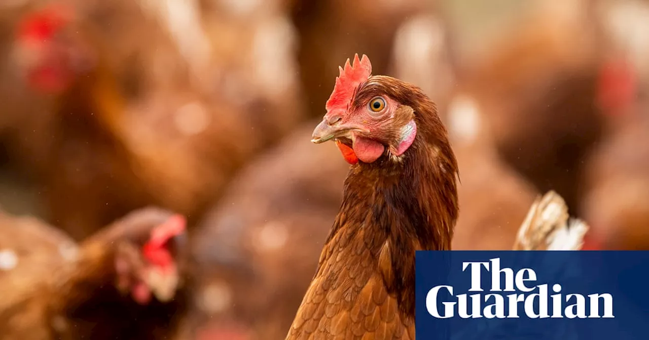 ‘Significant market concentration’: Australian farming lobby calls for poultry industry code of conduct