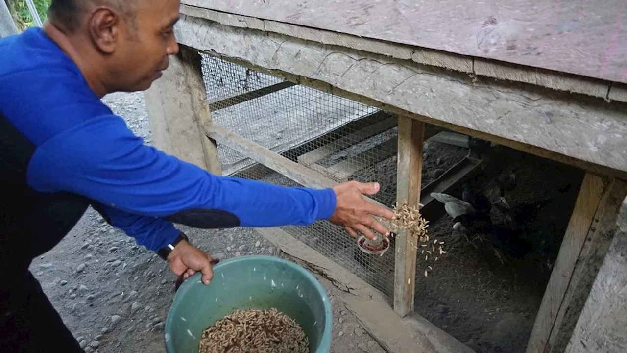 In Banggai, residents are empowered through 'Maggot' to Disco Nuts