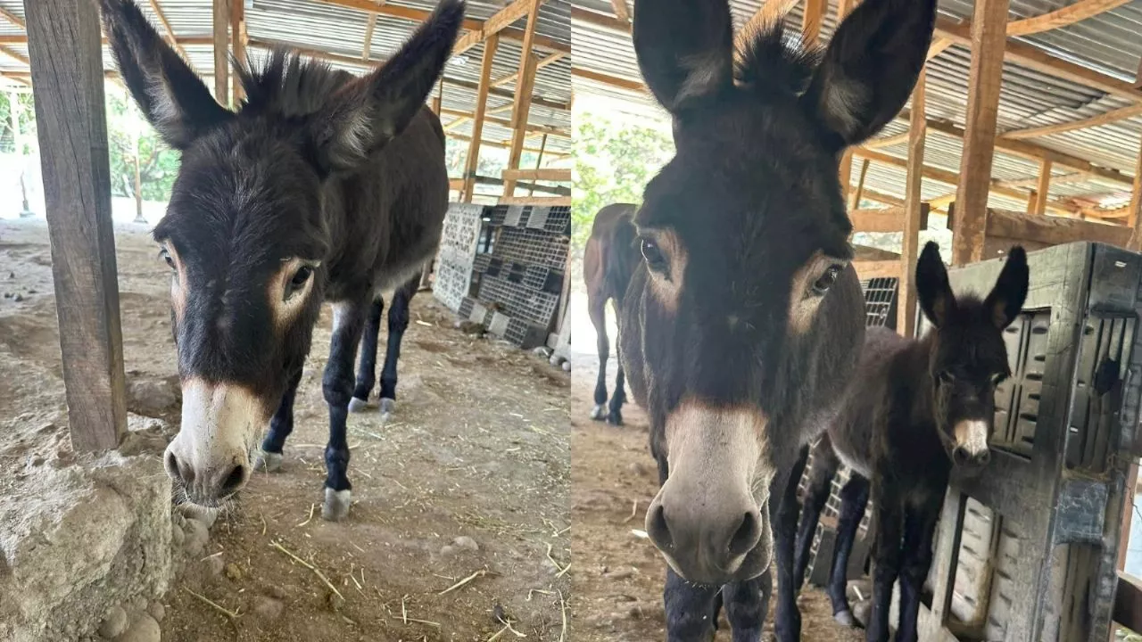 Fiscalía brindan ayuda al albergue de animales en Edomex que fue amenazado por extorsión, brindarán protección