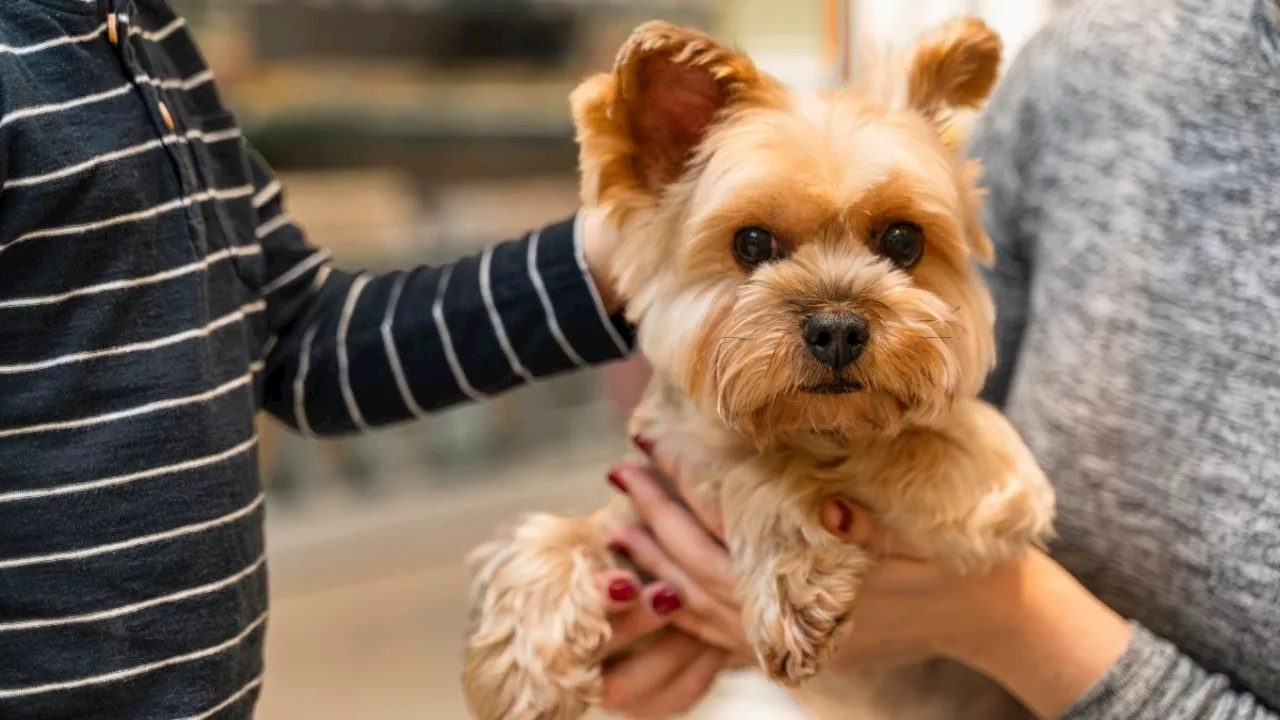 RUAC: cuál es la multa por no tramitar el CURP para perros y gatos