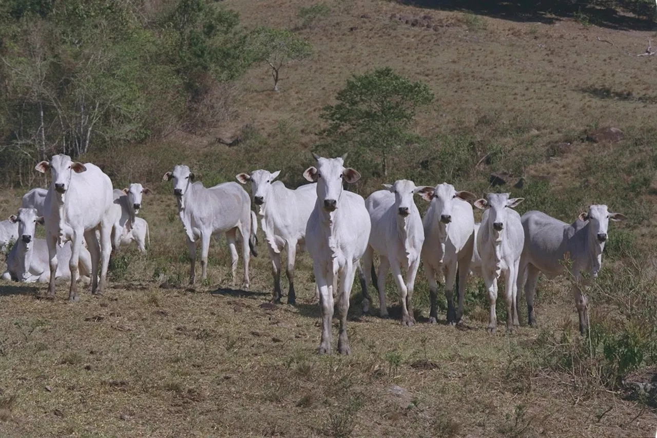 Macaé participa da última etapa de vacinação contra a Aftosa