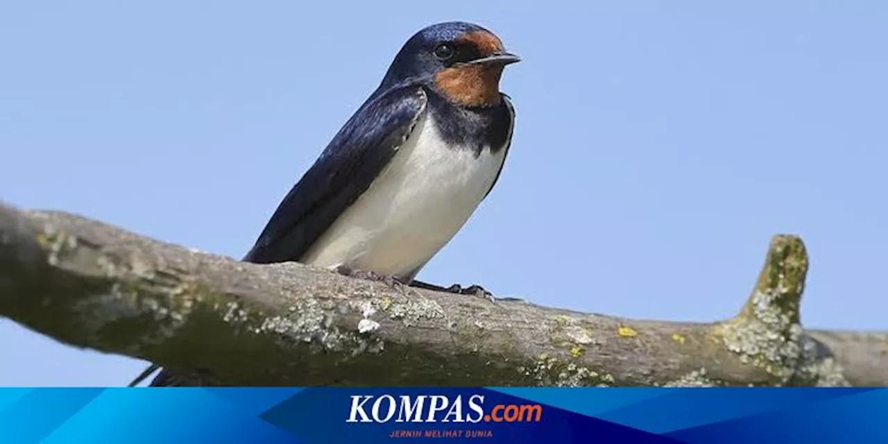 Burung Layang-Layang Menghabiskan Lebih dari 99,5 Persen Waktunya untuk Terbang