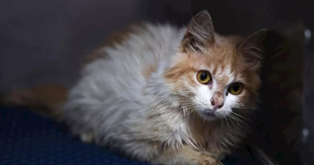 'Noah-Syndrom': Paar hielt 159 Katzen - Gericht verhängt Tierhaltungsverbot