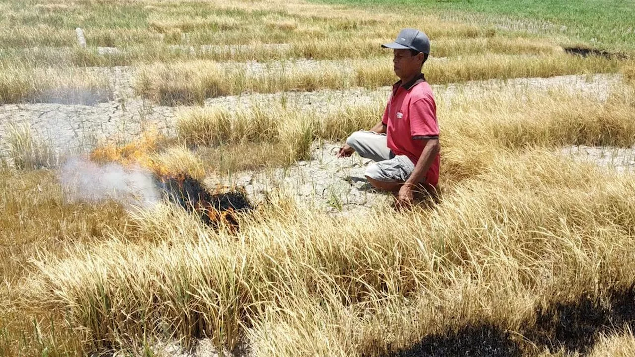 Ajak Generasi Muda Terjun ke Pertanian, Pemerintah Dorong KUR Pertanian