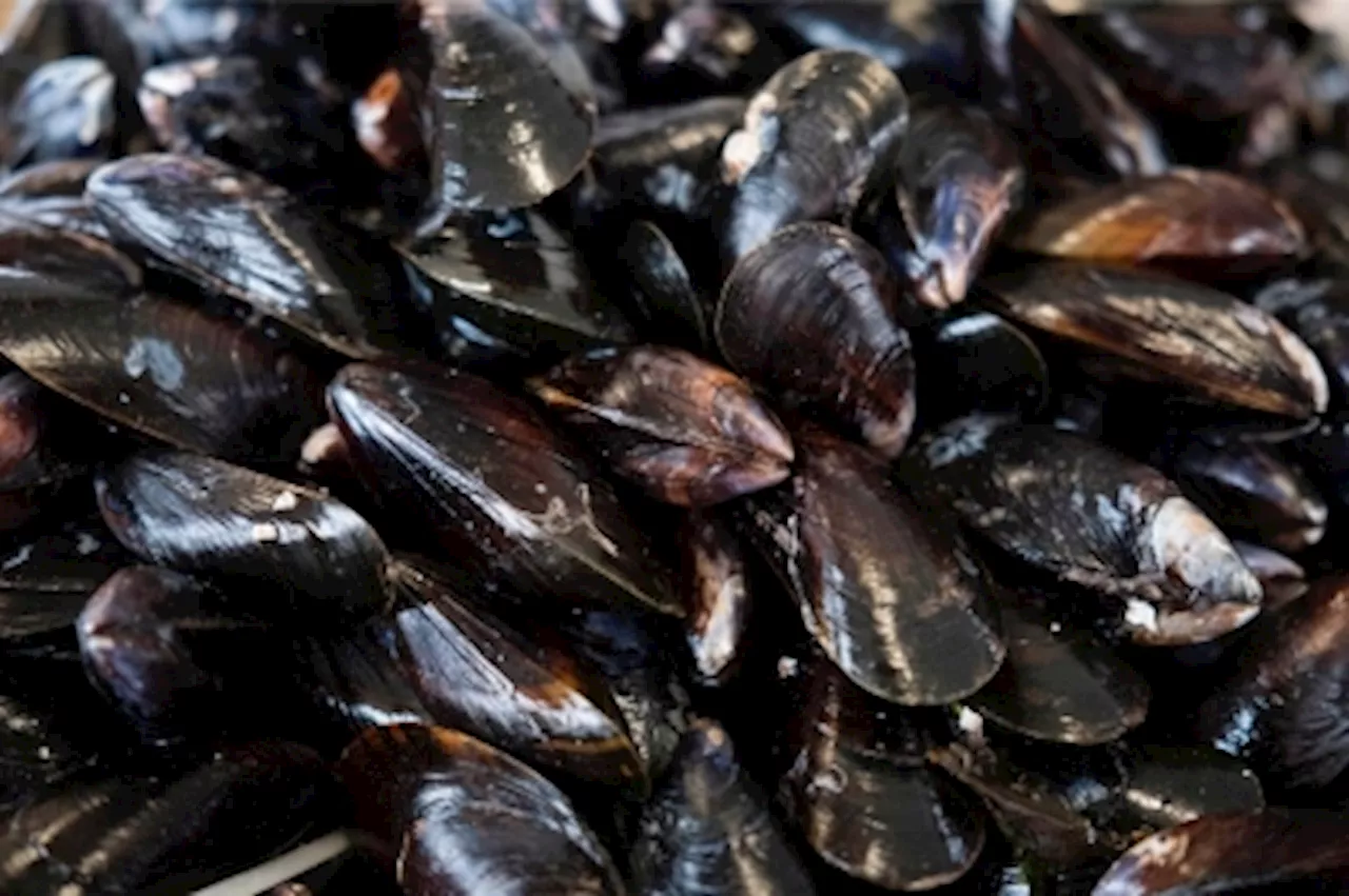 Dept of Fisheries: Lab results on Port Dickson mussels out tomorrow