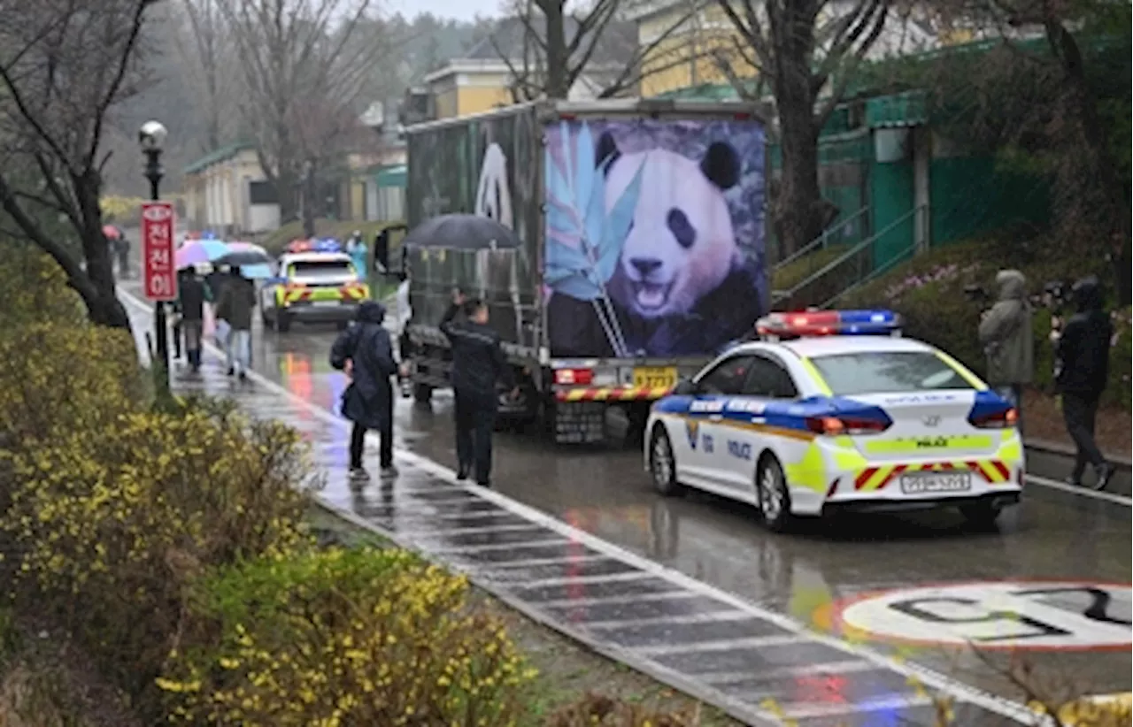 S.Korean fans bid farewell to internet-famous panda Fu Bao