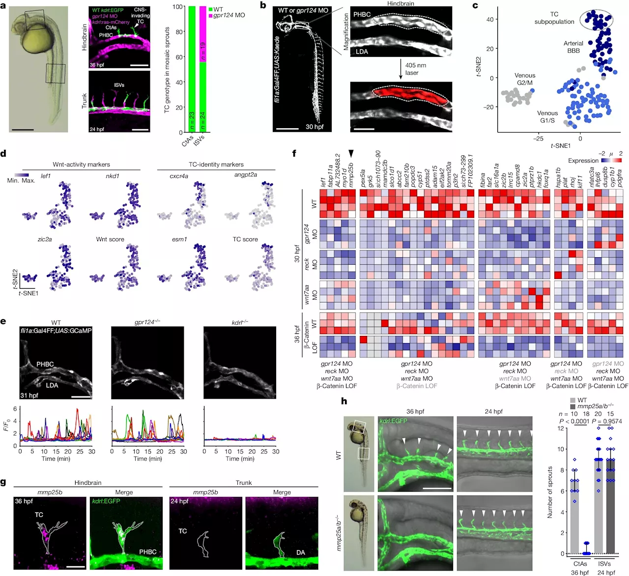 New research explains how brain blood vessels are formed