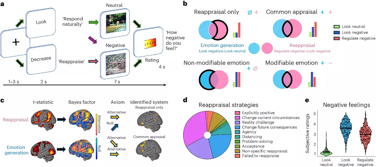 Researchers map how the brain regulates emotions