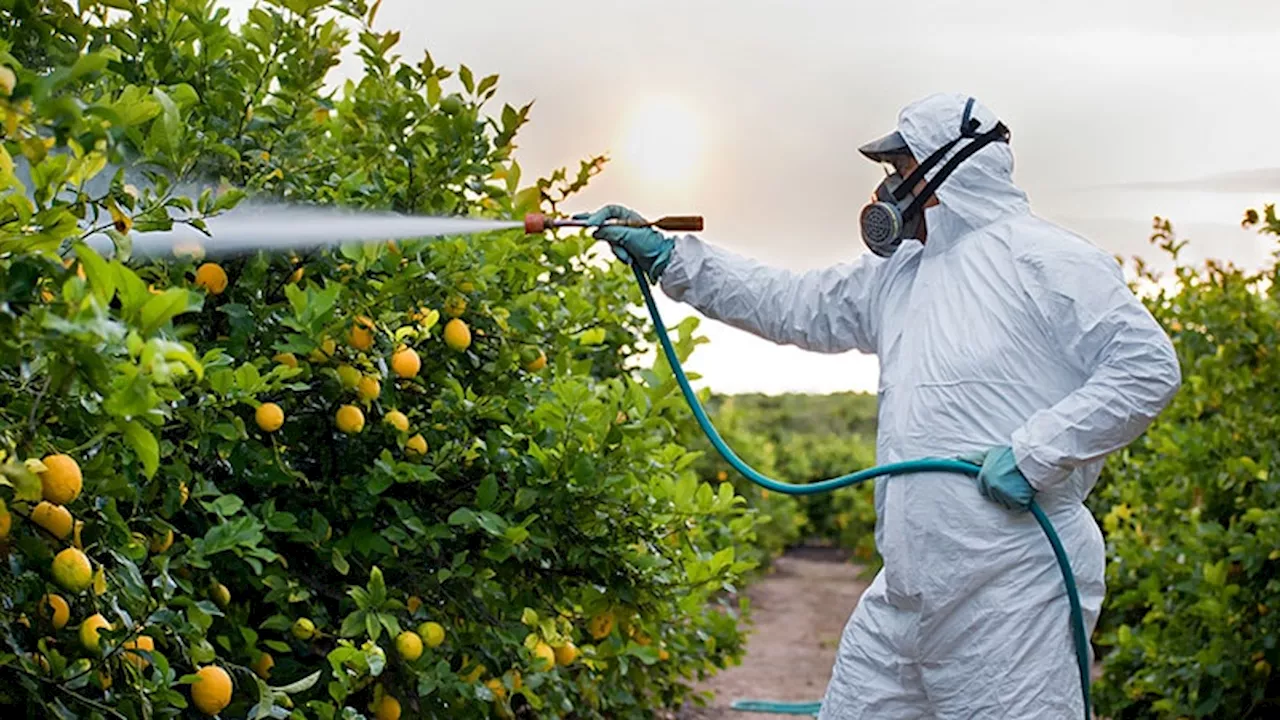 Certain Pesticides Linked With Risk for Pancreatic Cancer