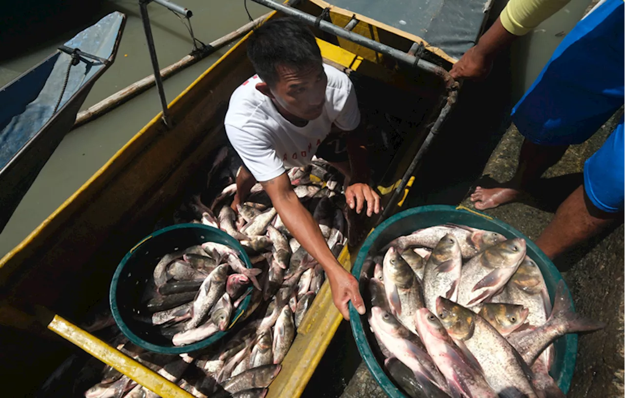 DA’s Laurel suspends fish imports