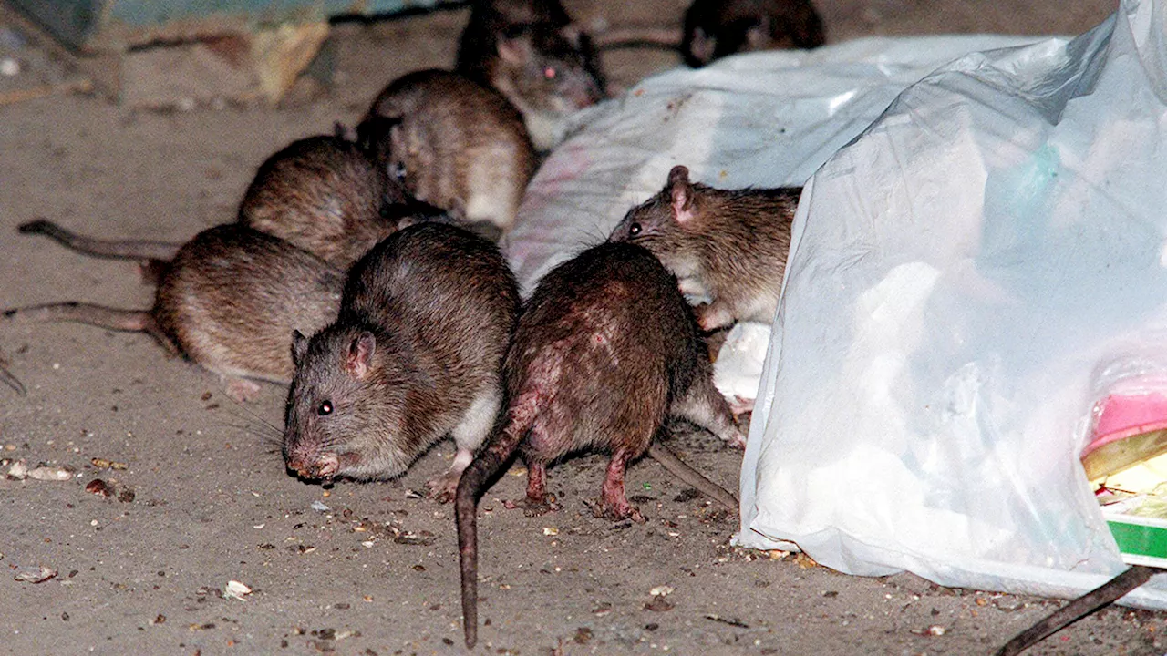 Brown Rats Outcompeted Black Rats on the East Coast, Study Suggests