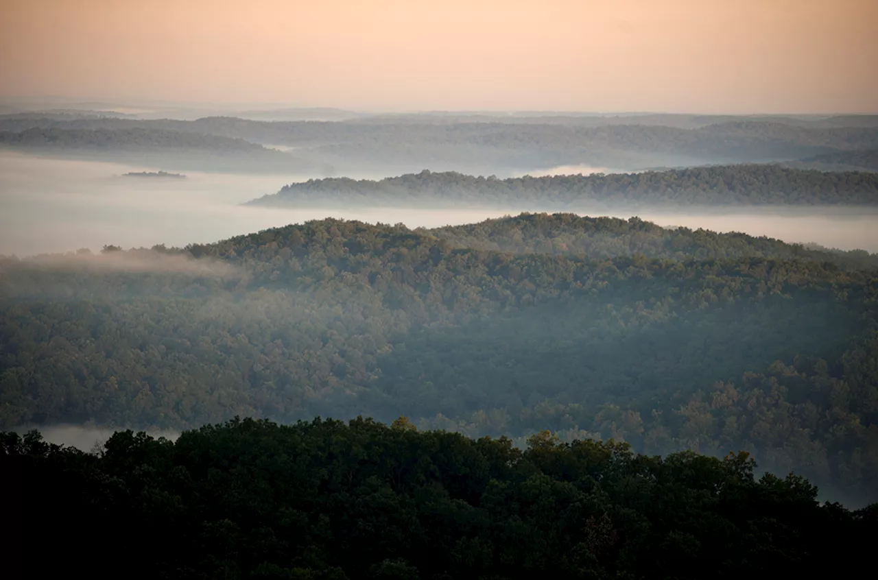 Satellite signals can measure a forest’s moisture—and its ability to survive