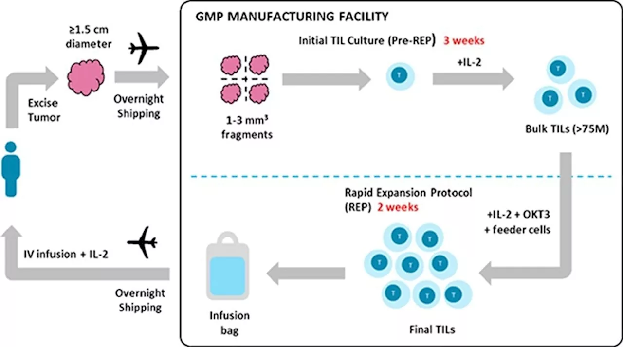 The Role of Interleukin-2 in Adoptive Cell Therapy