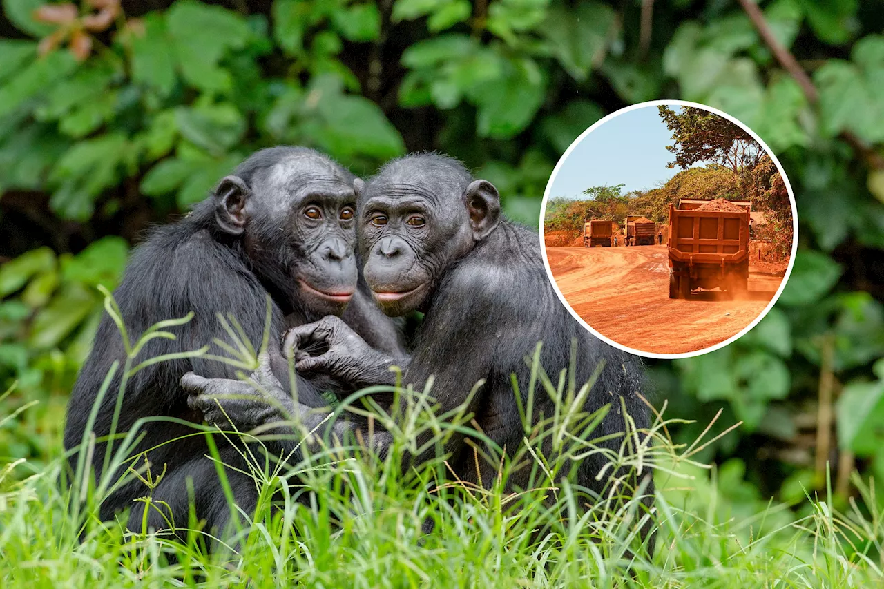 Nearly 180,000 Bonobos, Chimps and Gorillas Threatened by Clean Energy Push